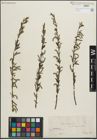 Foto von Salix purpurea L.